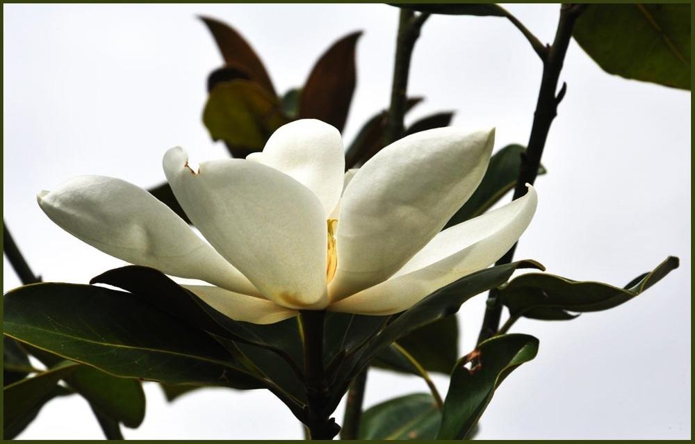 Photo of Southern Magnolia (Magnolia grandiflora) uploaded by BarbandDave