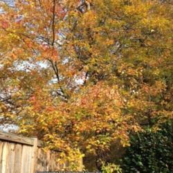 Location: In my garden, Falls Church, VA
Date: 2017-11-11
This maple tree has more red in the leaves.
