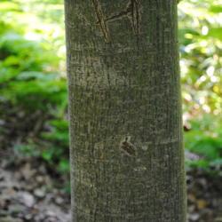 Location: Jenkins Arboretum in southeast Pennsylvania
Date: 2012-06-10
an old, large trunk