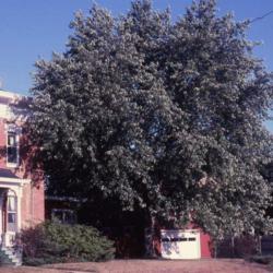Location: Aurora, Illinois
Date: summer in the 1980's
mature tree in summer