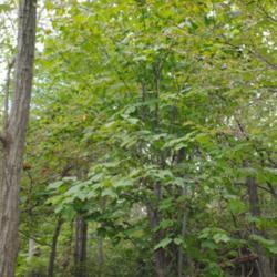 Location: on Hawk Mountain north of Reading, Pennsylvania
Date: 2015-08-27
mature tree