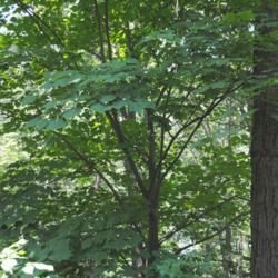Location: Jenkins Arboretum in southeast Pennsylvania
Date: 2012-06-10
mature tree