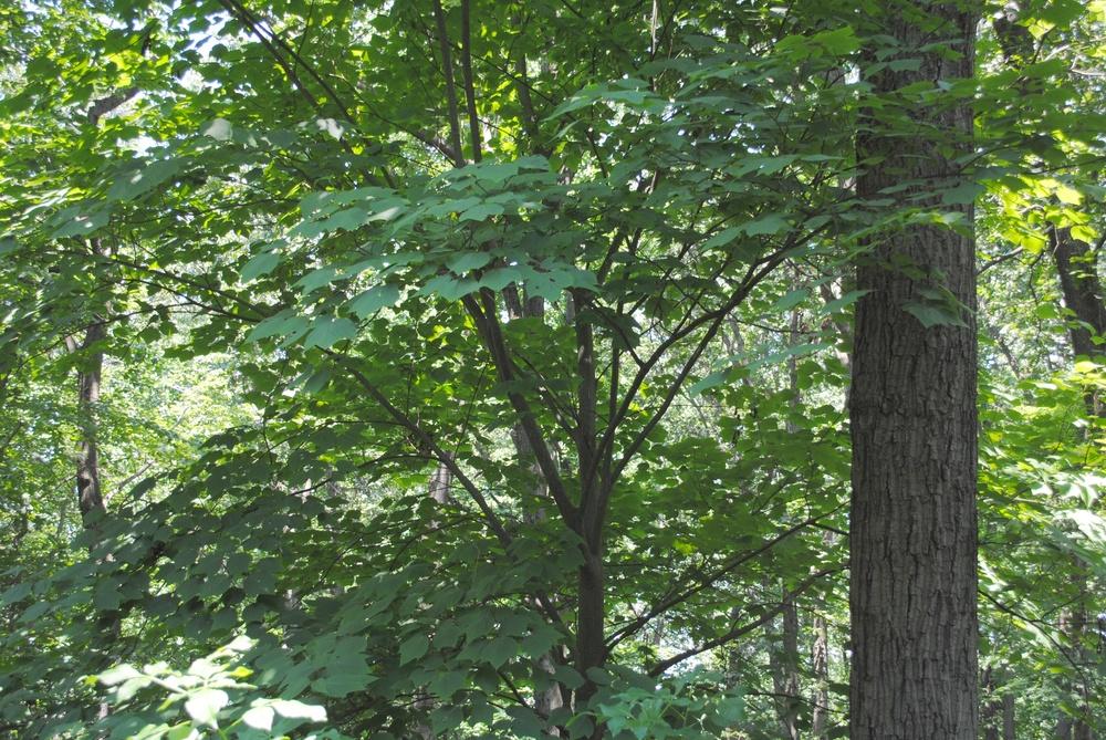 Photo of Striped Maple (Acer pensylvanicum) uploaded by ILPARW