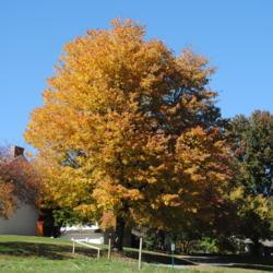 Location: southeast pennsylvania
Date: 2015-10-24
full-grown tree in landscape with orange fall color