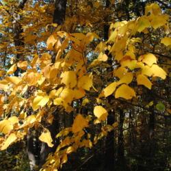 Location: Jenkins Arboretum in Berwyn, Pennsylvania
Date: 2012-10-21
fall foliage