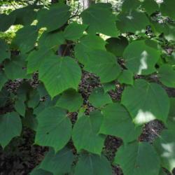 Location: Jenkins Arboretum in Berwyn, PA
Date: 2012-06-10
summer foliage