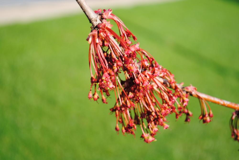 Photo of Red Maple (Acer rubrum) uploaded by ILPARW