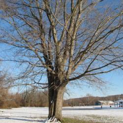 Location: Downingtown, Pennsylvania
Date: 2007-12-06
full-grown tree in winter