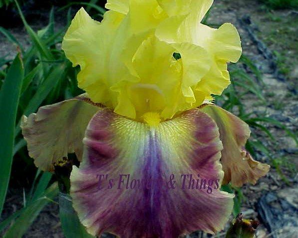 Photo of Tall Bearded Iris (Iris 'Extrovert') uploaded by TsFlowers