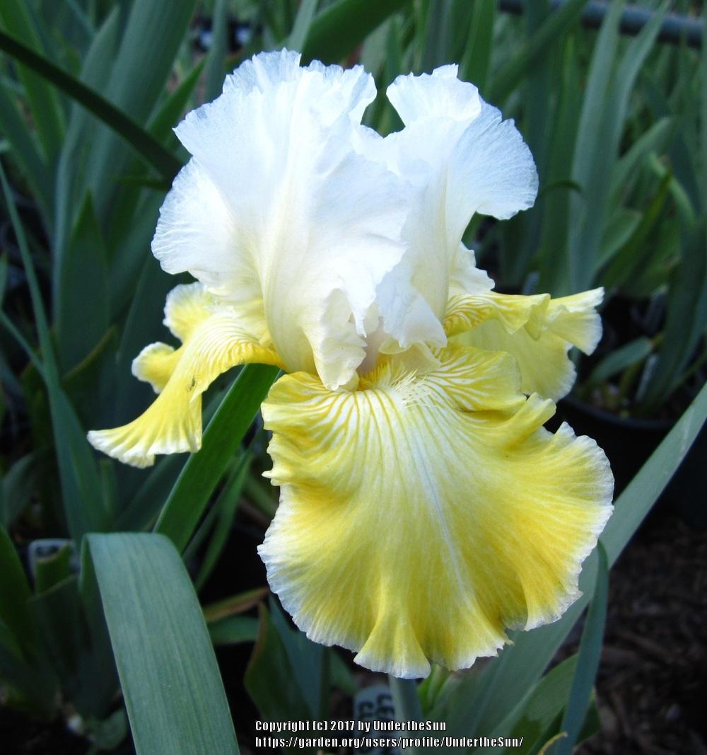 Photo of Tall Bearded Iris (Iris 'Lemon Cloud') uploaded by UndertheSun