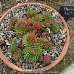 Location: RHS Harlow Carr alpine house, Yorkshire
Date: 2017-11-11