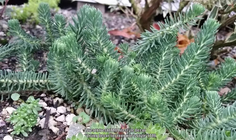 Photo of Jenny's Stonecrop (Petrosedum rupestre subsp. rupestre Green Spruce™) uploaded by LivingWreaths
