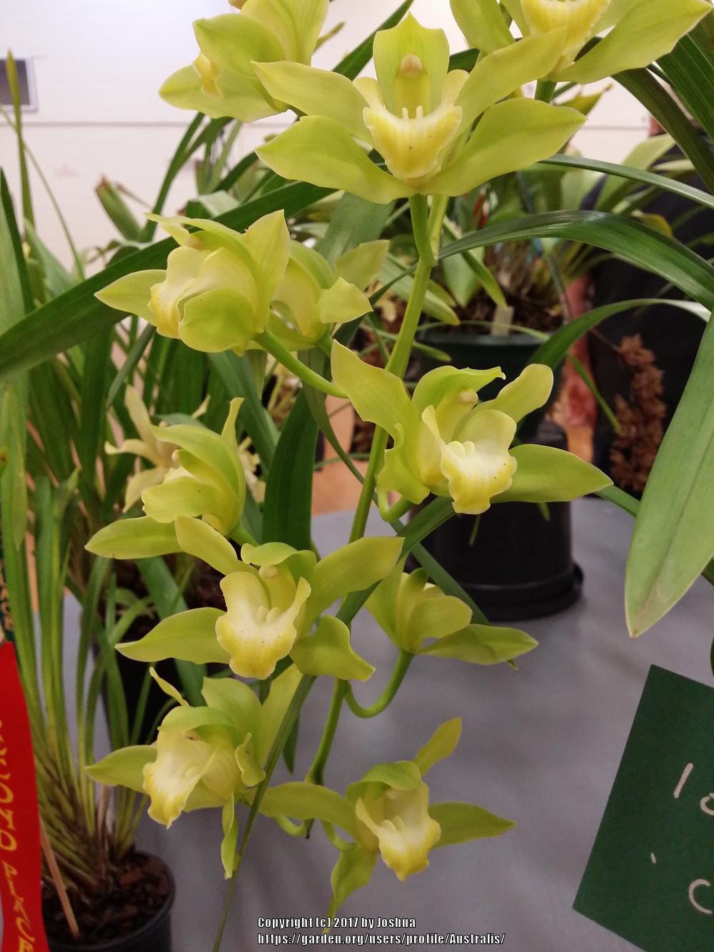 Photo of Orchid (Cymbidium) uploaded by Australis