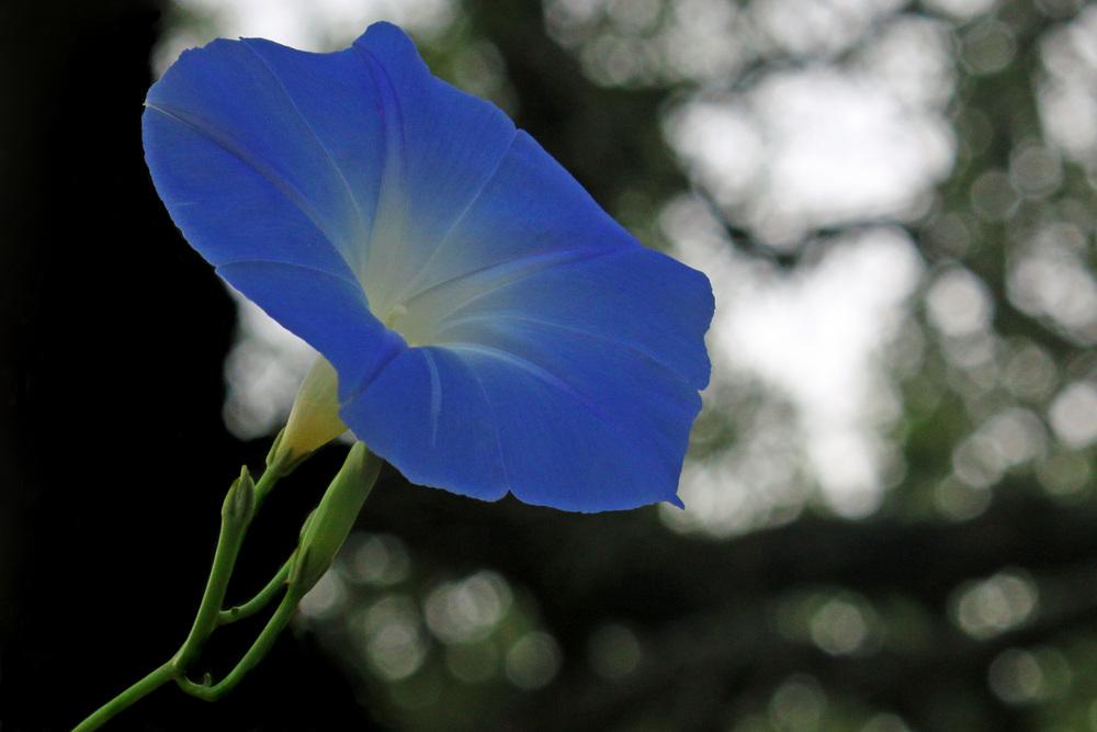 Photo of Morning Glory (Ipomoea tricolor 'Heavenly Blue') uploaded by GrammaChar