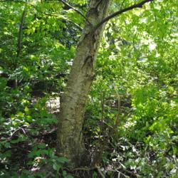 Location: McKaig Nature Center near Wayne, PA
Date: 2017-06-09
mature trunk of a mature wild tree in the woods