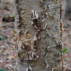 Location: southeast Pennsylvania
Date: 2011-11-20
close-up of mature bark