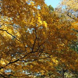 Location: Jenkins Arboretum in Berwyn, PA
Date: 2012-10-21
part of tree crown in autumn color