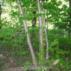 Location: McKaig Nature Center near Wayne, PA
Date: 2017-06-09
young wild tree with young bark