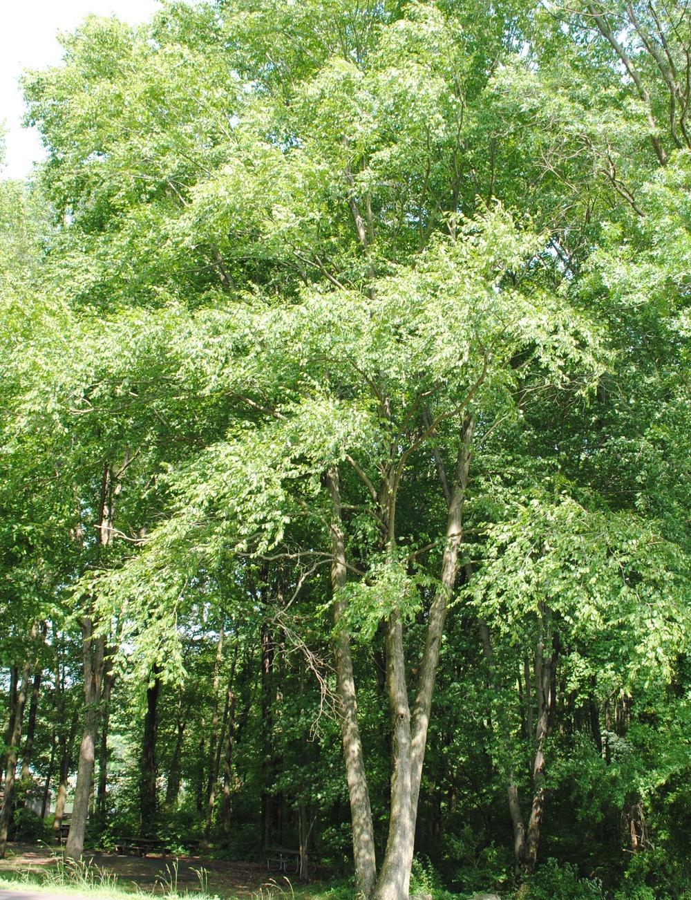 Photo of Sweet Birch (Betula lenta) uploaded by ILPARW