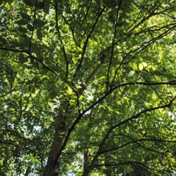 Location: McKaig Nature Center near Wayne, PA
Date: 2017-06-10
looking up into the birch canopy in summer