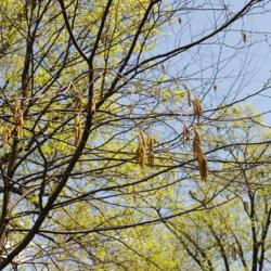 Location: Jenkins Arboretum in Berwyn, PA
Date: 2015-04-26
yellow catkins (birch flowers) in bloom in spring