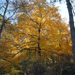 Location: Jenkins Arboretum in Berwyn, Pennsylvania
Date: 2012-10-21
full-grown tree in autumn color