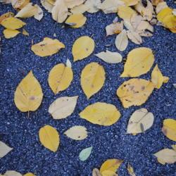 Location: Jenkins Arboretum in Berwyn, PA
Date: 2012-10-21
fallen leaves on path in autumn