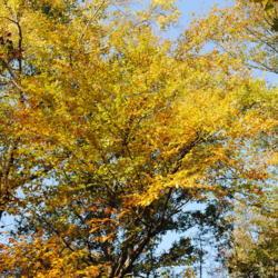 Location: French Creek State Park in southeast PA
Date: 2010-10-17
golden fall color in tree crowns
