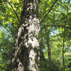 Location: French Creek State Park in southeast Pennsylvania
Date: 2015-09-16
mature big trunk
