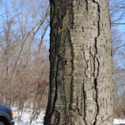 Location: French Creek State Park in southeast PA
Date: 2009-12-24
mature bark on a full-grown tree