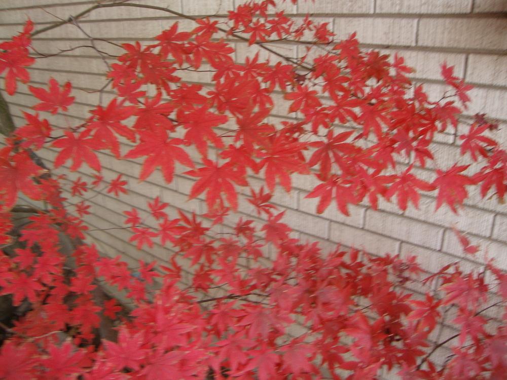 Photo of Japanese Maple (Acer palmatum var. amoenum 'Bloodgood') uploaded by Paul2032