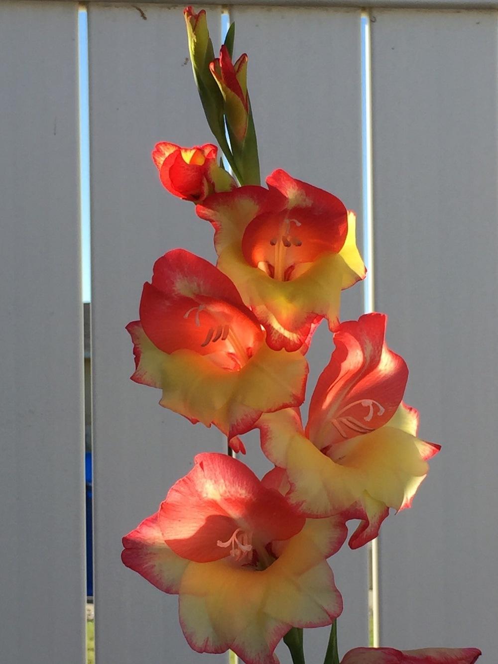 Photo of Gladiola (Gladiolus) uploaded by stakata55