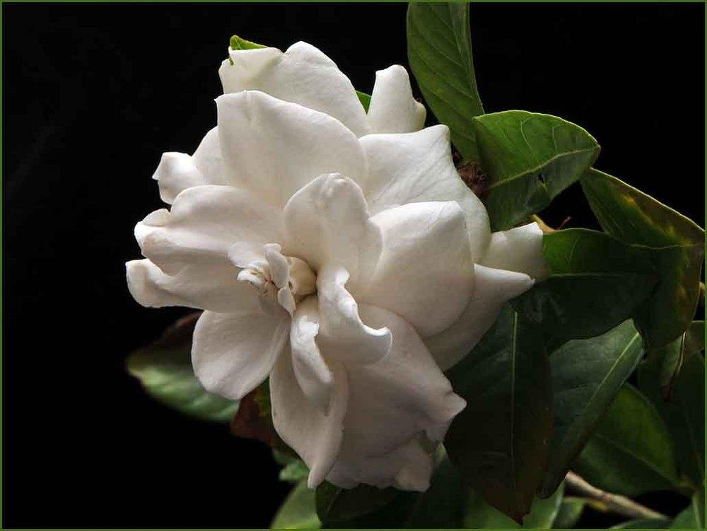 Photo of Gardenia (Gardenia jasminoides) uploaded by BarbandDave