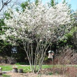 Location: Dwoningtown, pennsylvania
Date: 2010-04-06
full-grown landscape tree in bloom