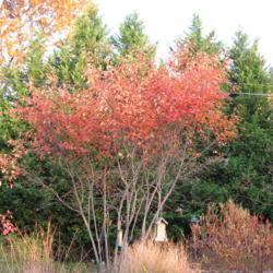 Location: Downingtown, Pennsylvania
Date: 2008-11-02
full-grown landscape tree in autumn color
