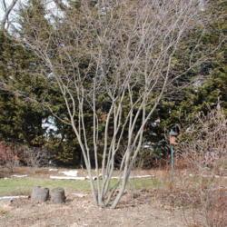 Location: Kerr Park in Downingtown, Pennsylvania
Date: 2010-03-05
full-grown landscape tree in winter
