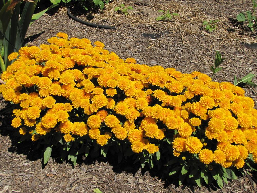 Photo of Tickseed (Coreopsis grandiflora Solanna™ Golden Sphere) uploaded by TsFlowers
