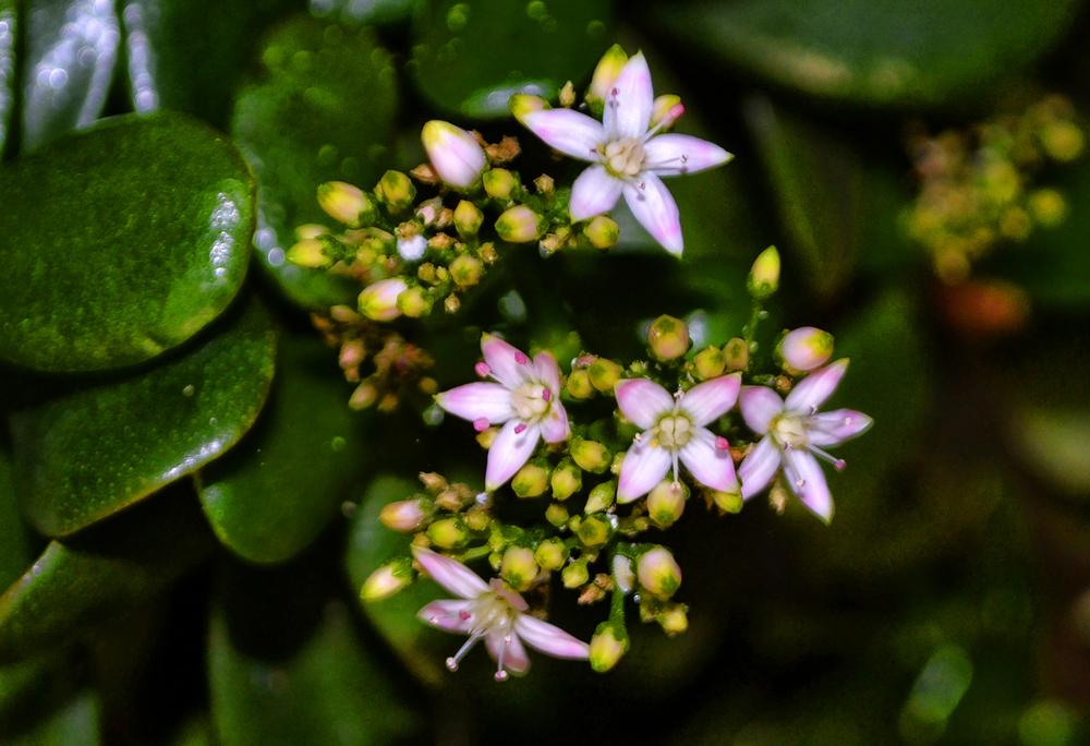 Photo of Jade Plant (Crassula ovata) uploaded by dawiz1753