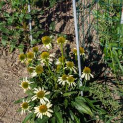 Location: Clinton, Michigan 49236
Date: 2017-11-16
Echinacea 'Cleopatra', 2017, Hybrid [Coneflower], eck-ih -NAY-see