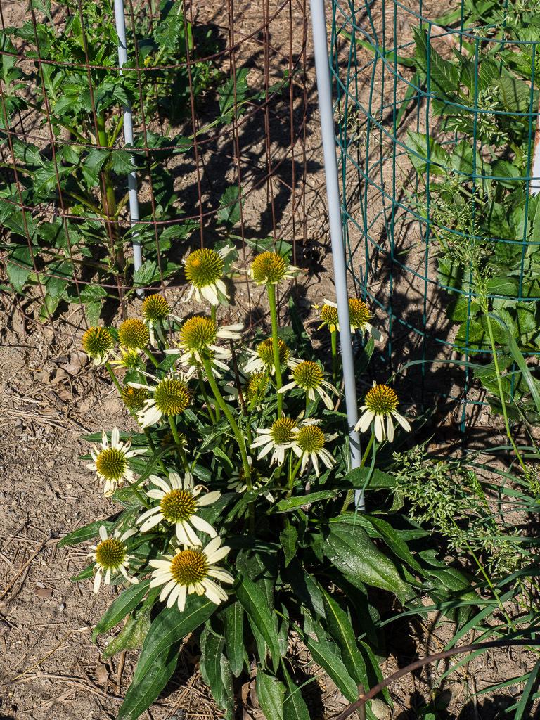 Photo of Coneflower (Echinacea Butterfly™  Cleopatra) uploaded by frankrichards16