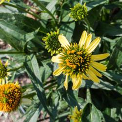 Location: Clinton, Michigan 49236
Date: 2017-11-16
Echinacea 'Cleopatra', 2017, Hybrid [Coneflower], eck-ih -NAY-see
