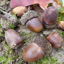Location: Northeastern, Texas
Date: 2017-11-16
Fallen acorns