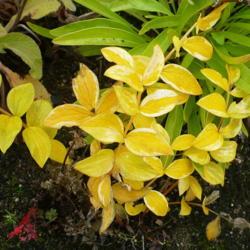Location: Nora's Garden - Castlegar, B.C.
Date: 2016-10-19
 12:25 pm. Fall colour highlights this plant.
