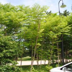 Location: Morton Arboretum in Lisle, Illinois, near Visitor Center
Date: 2015-06-24
a few planted  mature trees