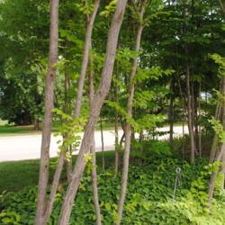Location: Morton Arboretum in Lisle, IL
Date: 2015-06-24
some trunks