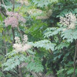 Location: Hawk Mountain Bird Sanctuary in southeast PA
Date: 2015-08-27
close-up of foliage and blooms