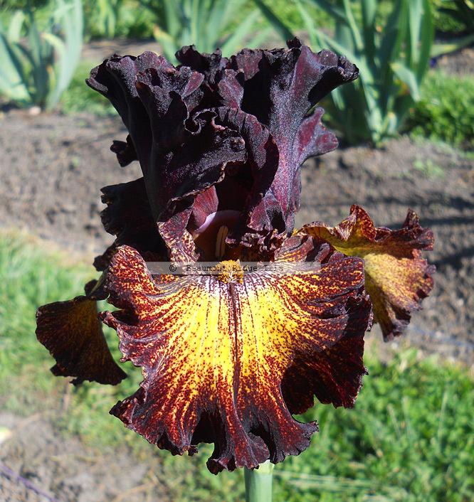Photo of Tall Bearded Iris (Iris 'Fire Danger') uploaded by TBMan