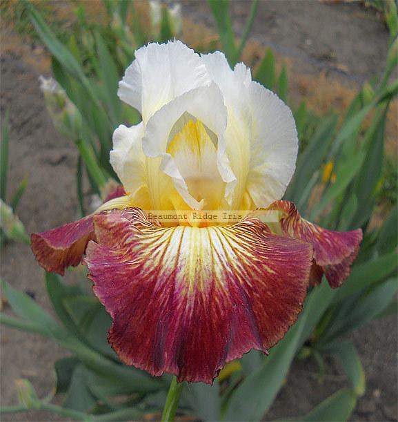 Photo of Tall Bearded Iris (Iris 'Color Strokes') uploaded by TBMan