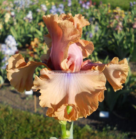 Photo of Tall Bearded Iris (Iris 'I Must Have It') uploaded by TBMan