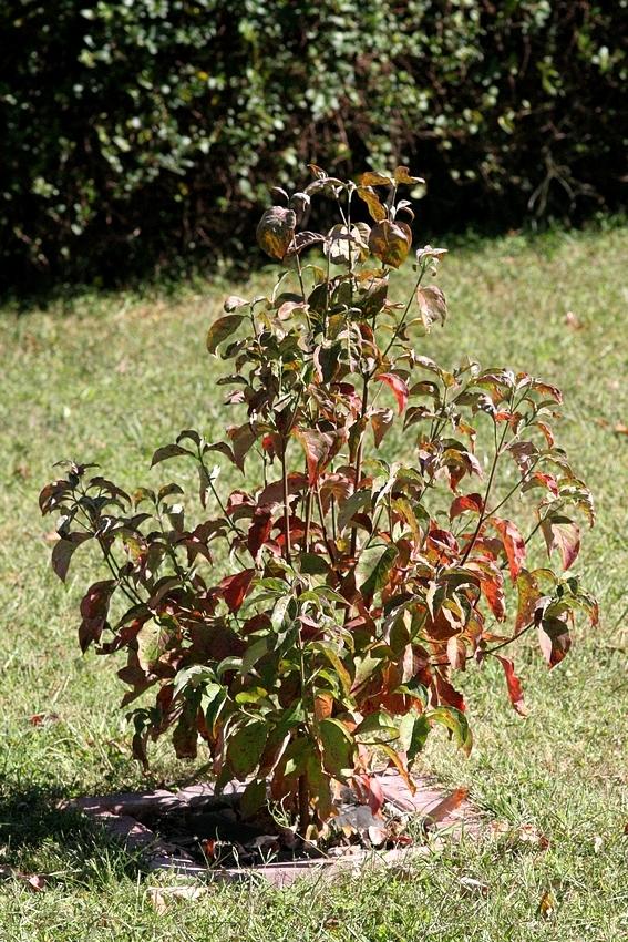 Photo of Flowering Dogwood (Cornus florida) uploaded by krobra